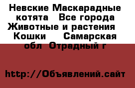 Невские Маскарадные котята - Все города Животные и растения » Кошки   . Самарская обл.,Отрадный г.